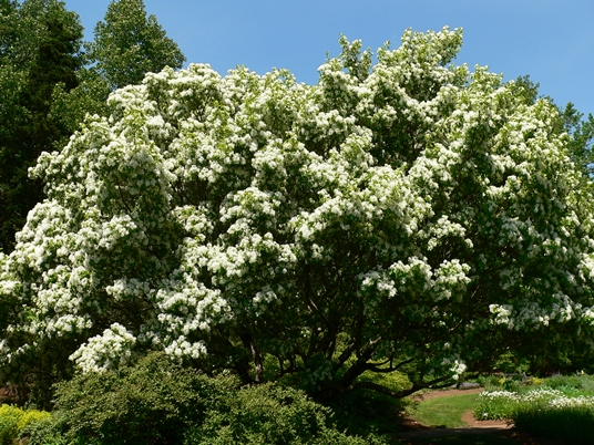 {Chionanthus retusus}
